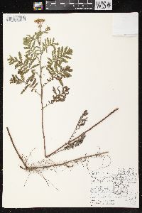 Tanacetum vulgare image