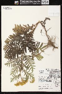 Tanacetum vulgare image