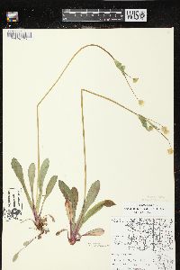 Krigia biflora image