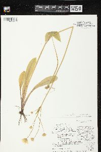 Krigia biflora image