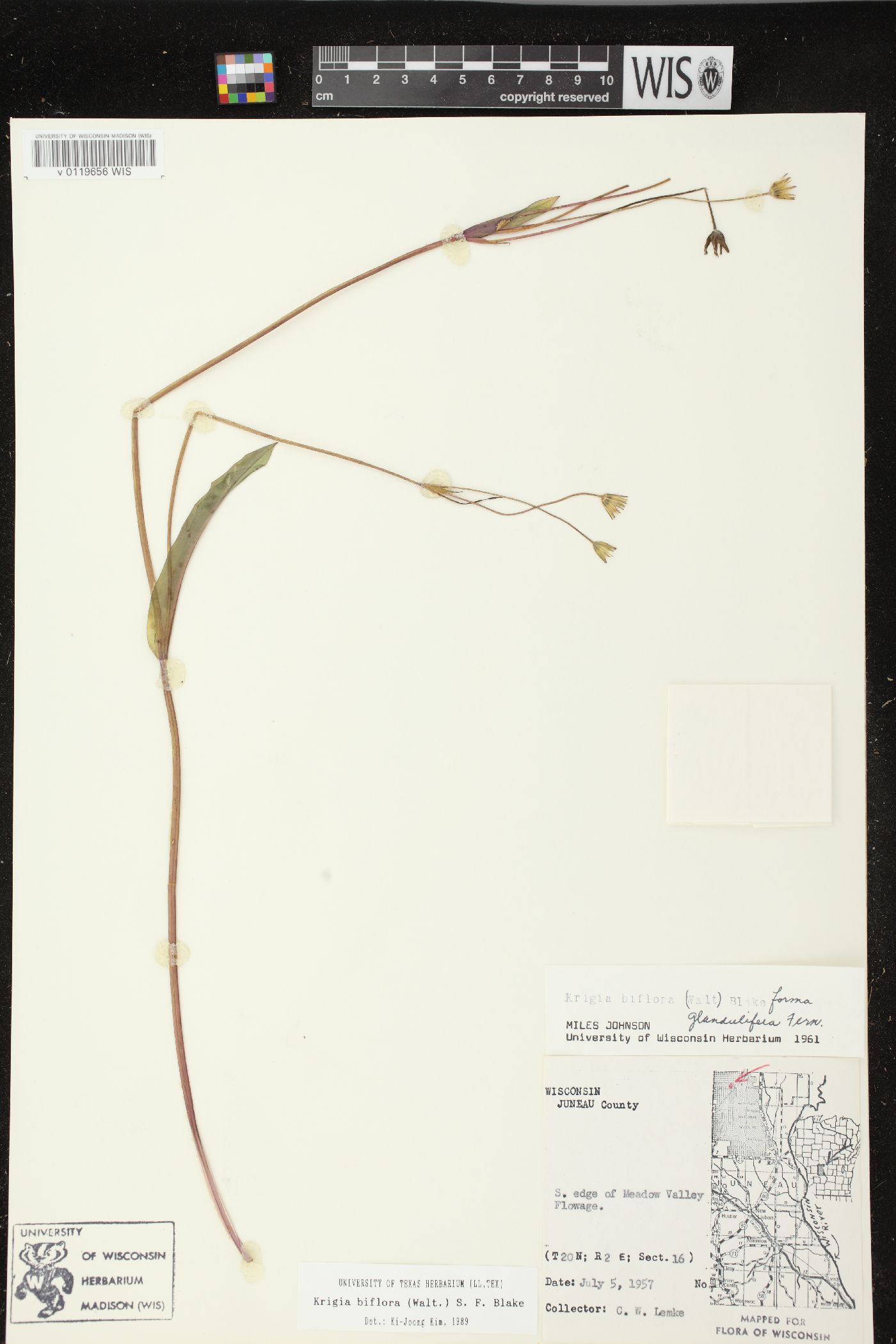 Krigia biflora var. biflora image