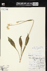 Krigia biflora var. biflora image