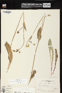 Krigia biflora image