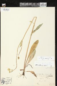 Krigia biflora var. biflora image