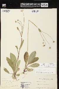 Krigia biflora image