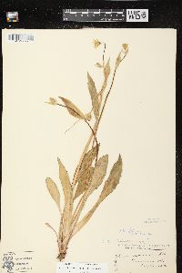 Krigia biflora image