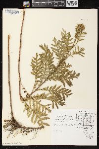 Tanacetum vulgare image