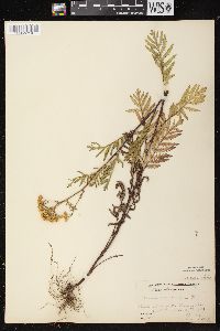 Tanacetum vulgare image