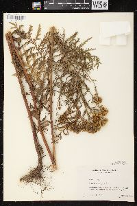 Tanacetum vulgare image