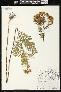 Tanacetum vulgare image