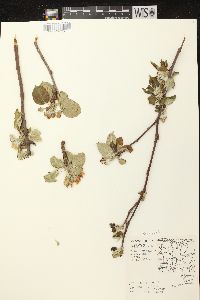 Malus pumila image