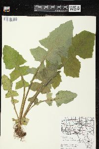 Lactuca biennis image