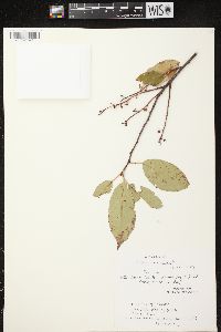 Prunus serotina var. serotina image