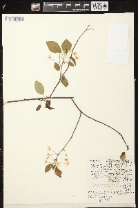 Prunus pensylvanica image