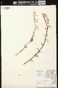 Prunus pensylvanica image