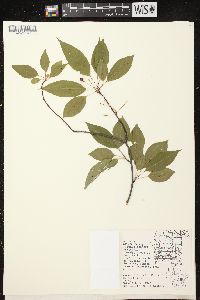 Prunus pensylvanica image