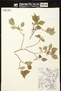 Prunus nigra image