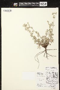 Potentilla argentea image