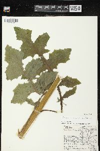 Lactuca biennis image