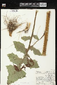 Lactuca biennis image