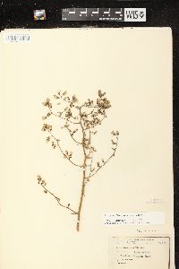 Lactuca floridana image