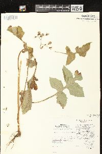 Lactuca floridana image