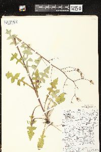 Lactuca hirsuta image