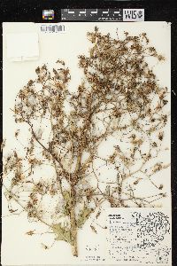 Lactuca ludoviciana image