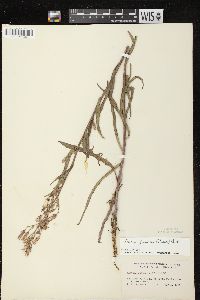 Lactuca tatarica var. pulchella image