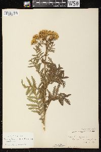 Tanacetum vulgare image