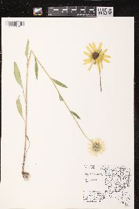 Rudbeckia hirta var. pulcherrima image