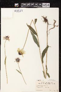 Rudbeckia hirta var. pulcherrima image