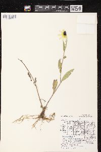 Rudbeckia hirta var. pulcherrima image