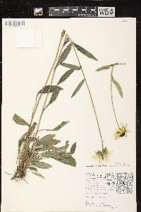 Rudbeckia hirta var. pulcherrima image