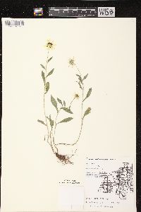 Rudbeckia hirta var. pulcherrima image