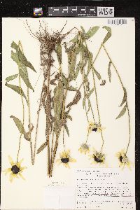 Rudbeckia hirta var. pulcherrima image