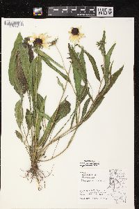 Rudbeckia hirta var. pulcherrima image