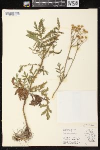 Tanacetum vulgare image