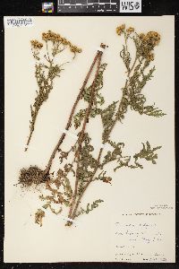 Tanacetum vulgare image