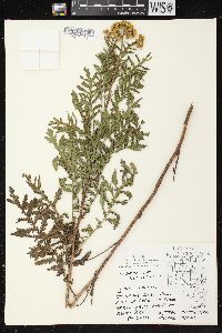 Tanacetum vulgare image