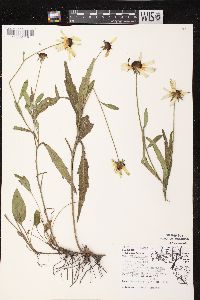 Rudbeckia hirta var. pulcherrima image