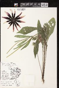 Rudbeckia hirta var. pulcherrima image