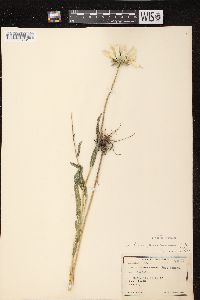 Rudbeckia hirta var. pulcherrima image