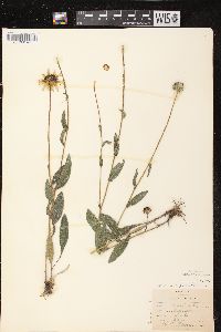 Rudbeckia hirta var. pulcherrima image