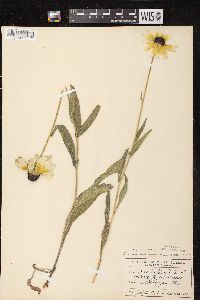 Rudbeckia hirta var. pulcherrima image