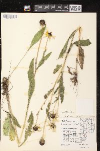 Rudbeckia hirta var. pulcherrima image