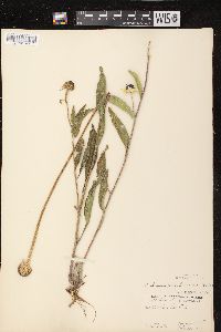 Rudbeckia hirta var. pulcherrima image