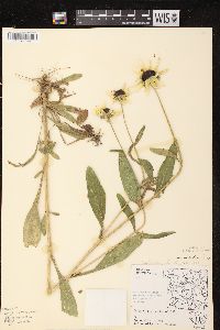 Rudbeckia hirta var. pulcherrima image