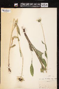 Rudbeckia hirta var. pulcherrima image