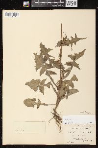 Sonchus oleraceus image